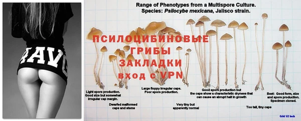 гашиш Белокуриха